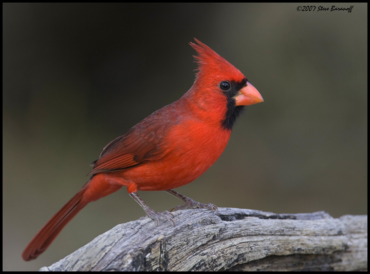 _7SB1983 northern cardinal.jpg - birds, photos, avian, nature, photography, fotos, images